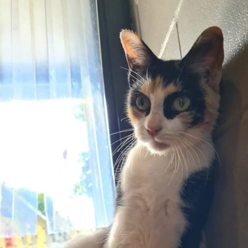Mika