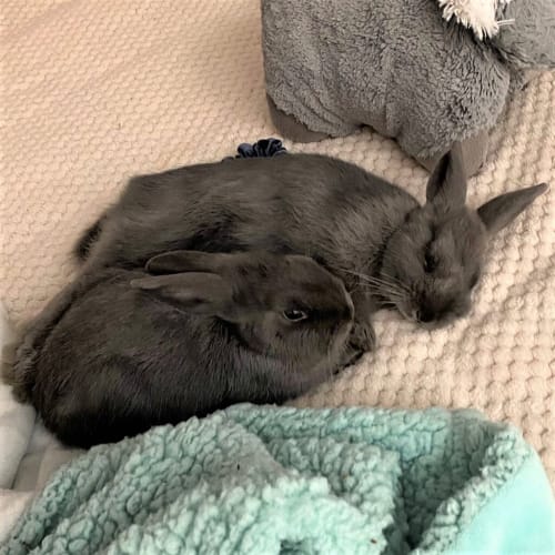 Maple ( Bonded To Honey )