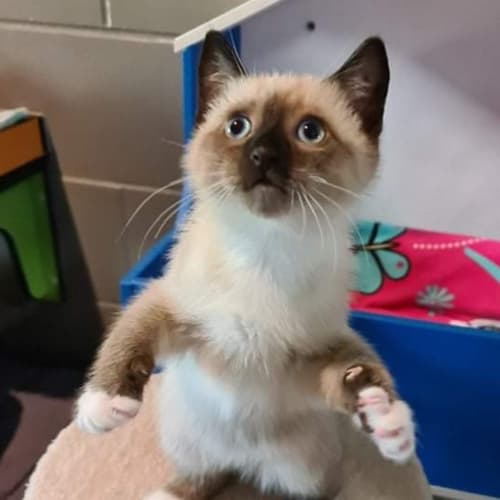 Franklin