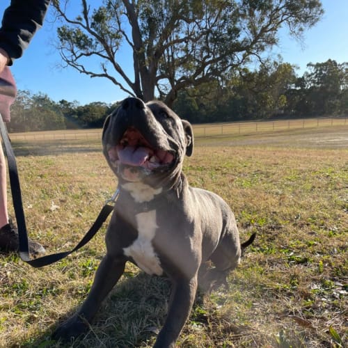 Bandit - 3 Year Old American Staffy (On Hold)