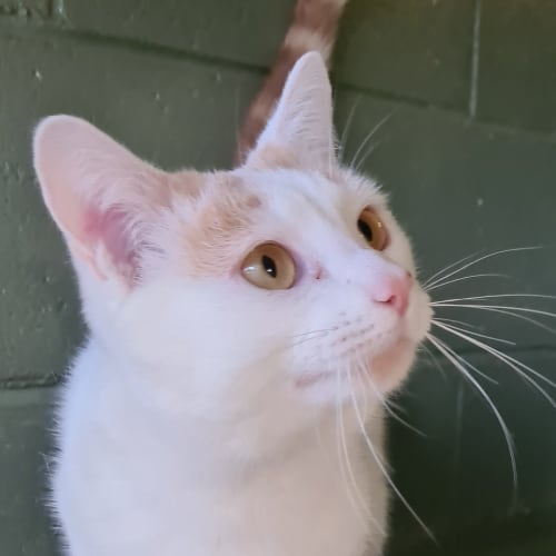 Ori