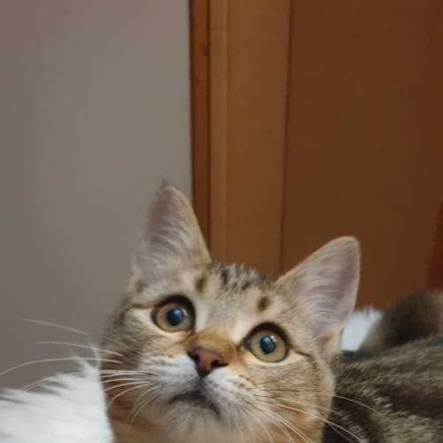 Dora