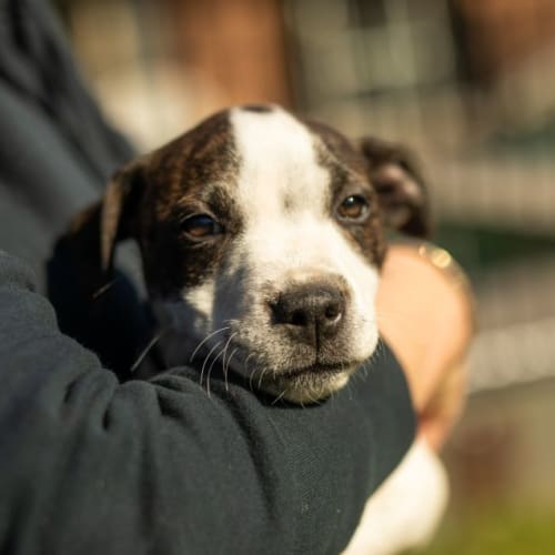Tank ~ Staffy X Puppy(on trial 8/8/21)