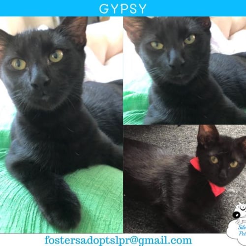 Gypsy