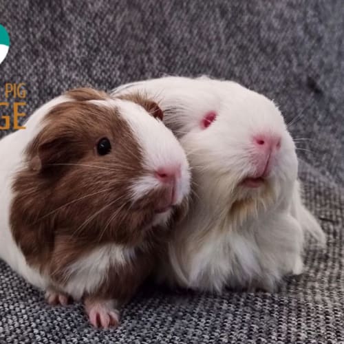 Rosie and Misty