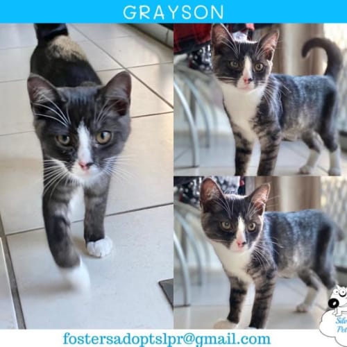 Grayson