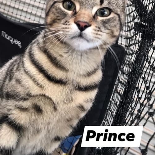 Prince