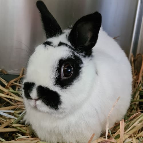 Yuki