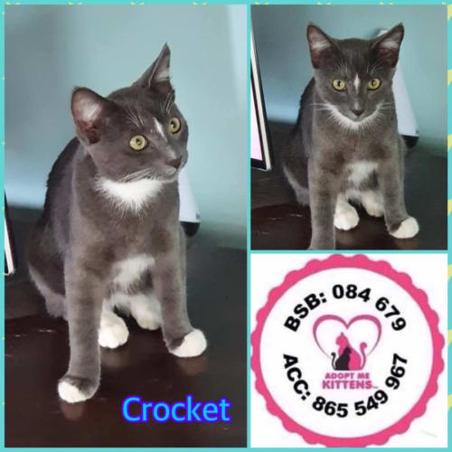 Crocket