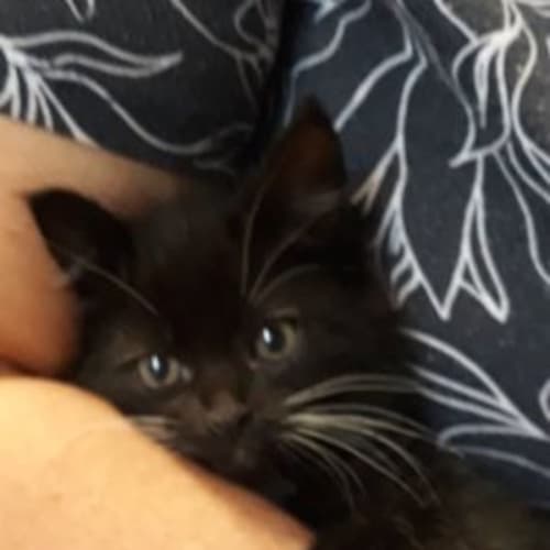 Onyx
