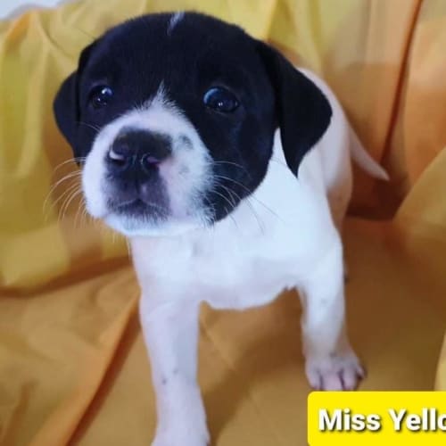 Miss Yellow