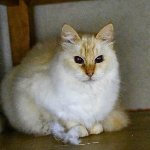 Peaches