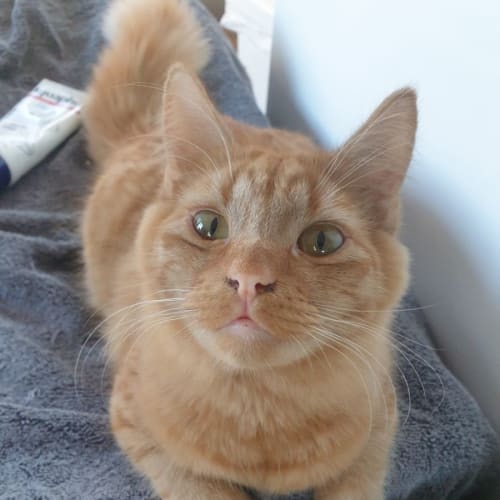 Marvin