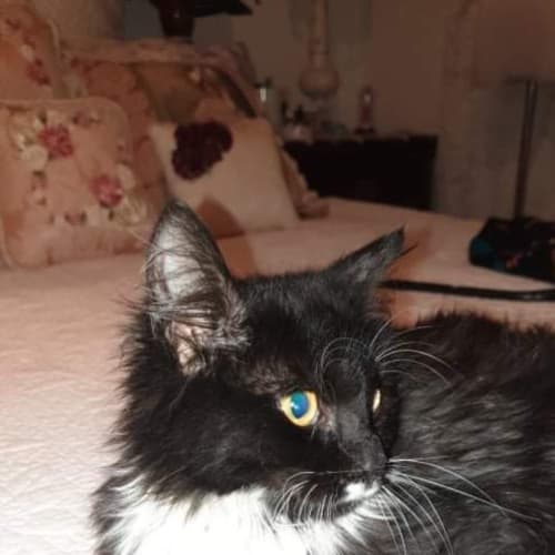 Willow