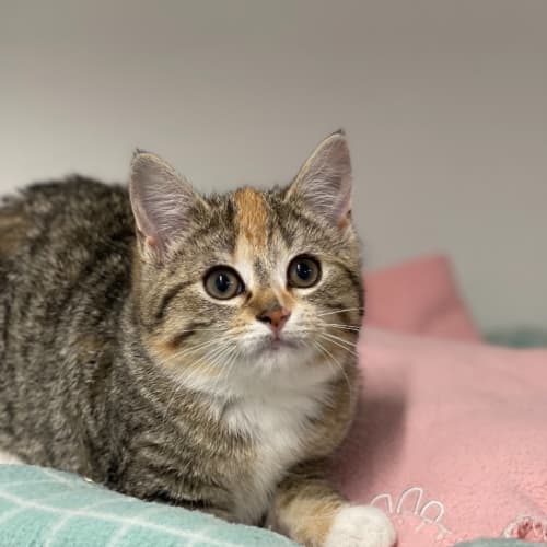 Willow