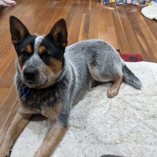 Koa ~ 8mo Blue Cattle Dog(On Trial 21/08/21)