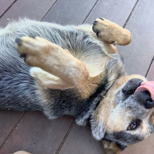 Gypsy ~ Cattle Dog (on trial 13/8/21)