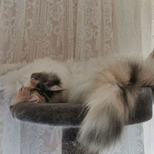 Sapphy