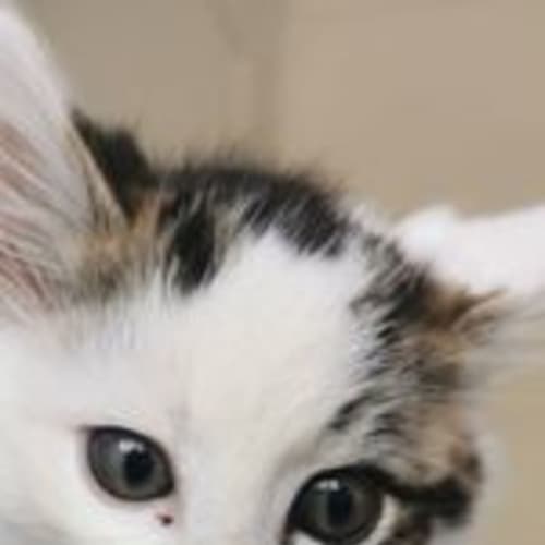 Chester