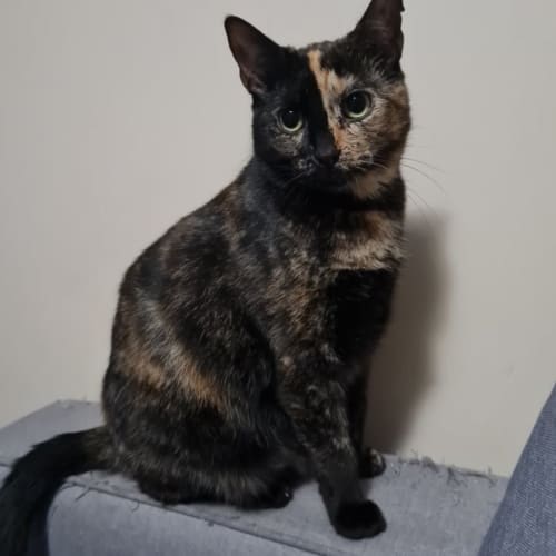 Pippy - Located in Reservoir