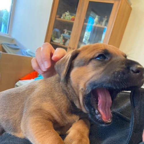 Puppy Simon DL2696