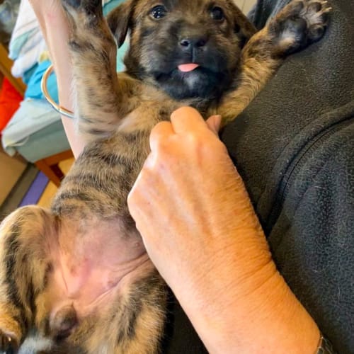Puppy Annie DL2697
