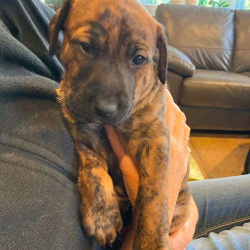 Puppy Brian DL2698