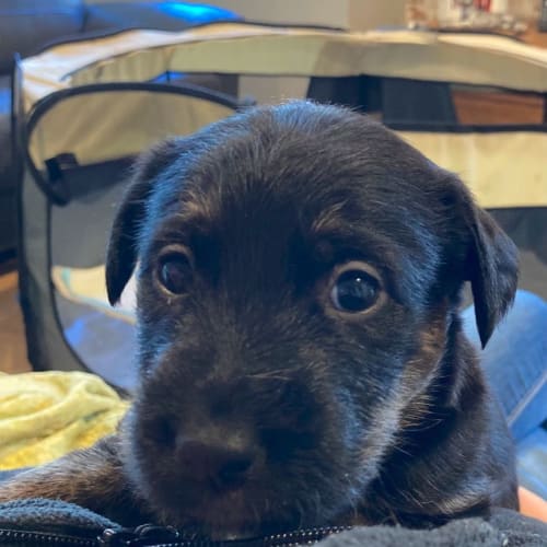 Puppy Suzie DL2699