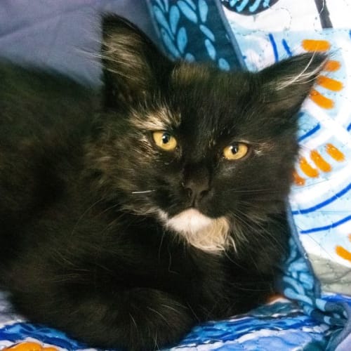 Fluffy ^^Dandy Cat Rescue^^