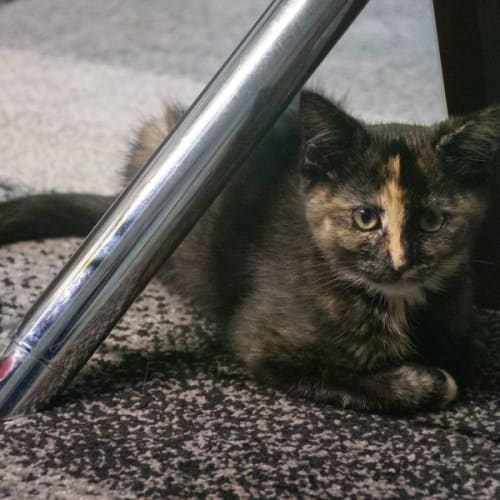 Shelley ^^Dandy Cat Rescue^^