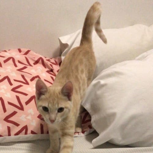 Caramelo 