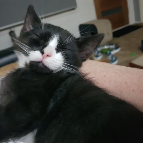 Owen **2nd Chance Cat Rescue**