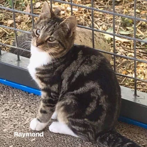 Raymond