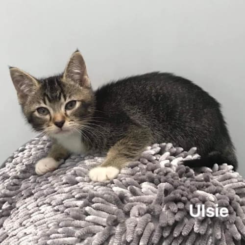 Ulsie