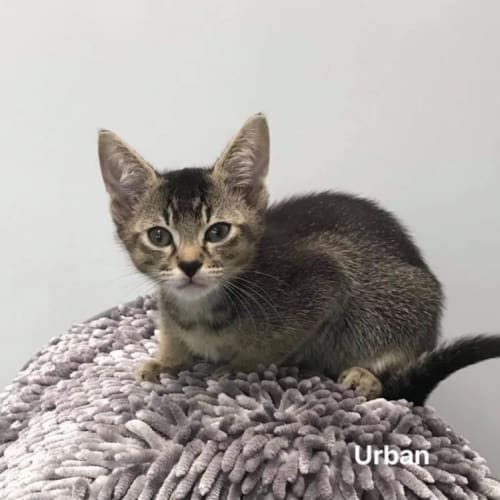 Urban