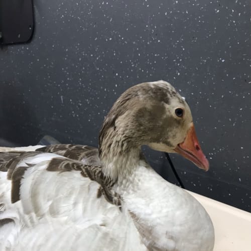 Quackley