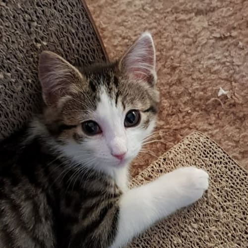 Daphne ** 2nd Chance Cat Rescue**