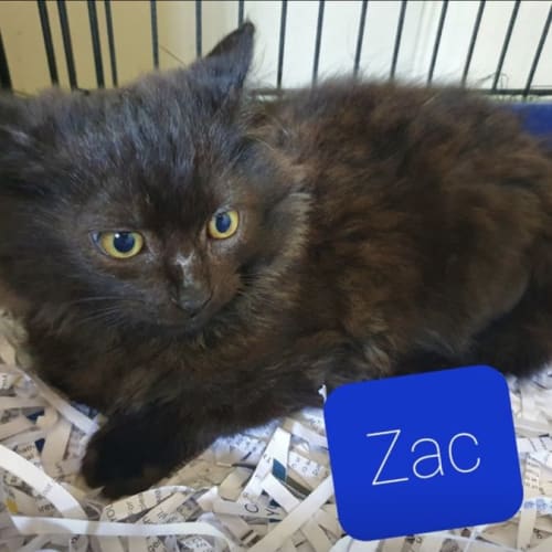 Zac