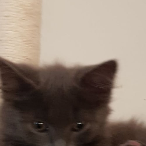 Tammy** 2nd Chance Cat Rescue**