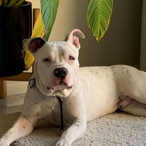 Buddy ~ 10mo Mixed Breed(On Trial 15/08/21)