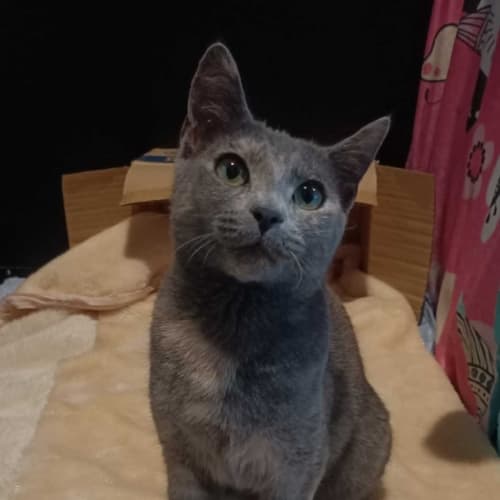 Mittens
