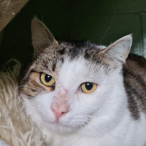 Bowie 