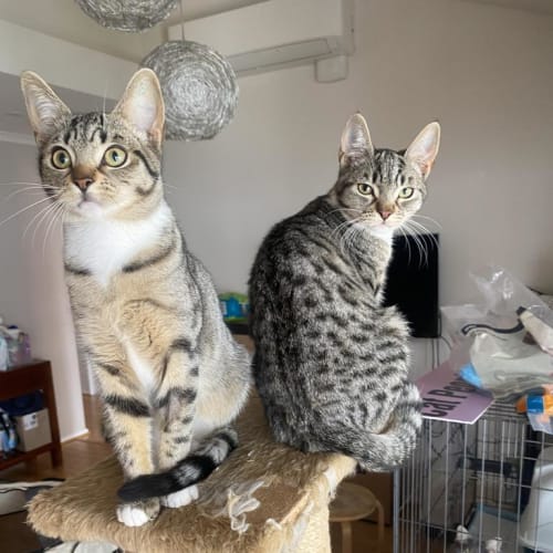 Dipsy Doo & Lala Loulou The Slinky Twins!