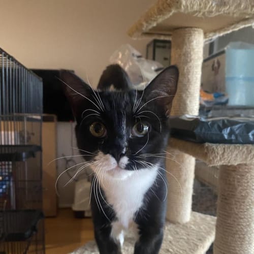 Doggie The Teenage Kitten