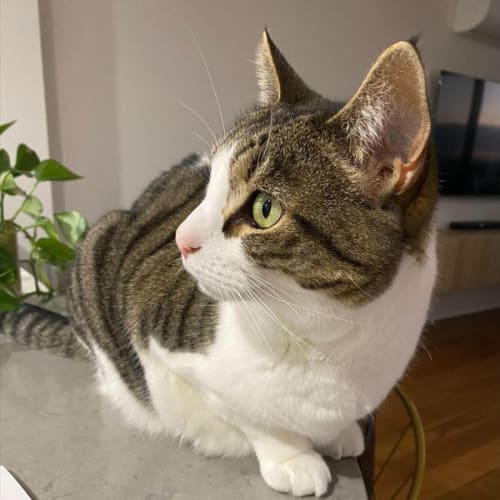 Lexi - 5 year old cat