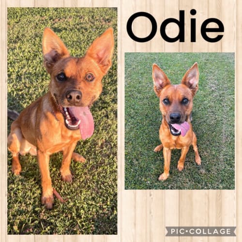 Odie