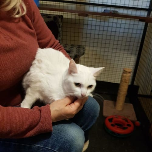 Sunday ** 2nd Chance Cat Rescue**