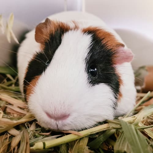 Rosie 