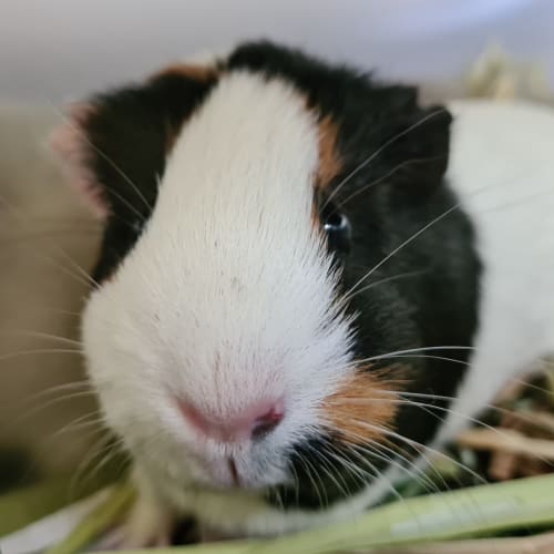 Dottie 