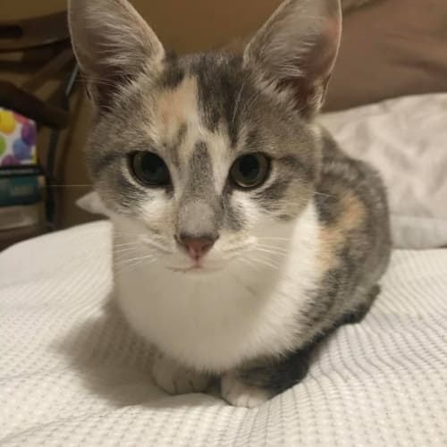 Marble 